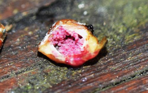 Physokermes piceae